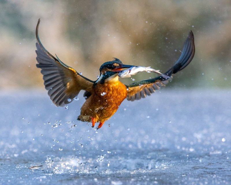 Ice fishing live, ice fishing