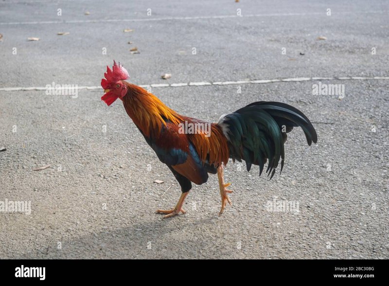 Chicken road gokspel - Ontdek de Sensatie van Chicken Road Casino in Nederland