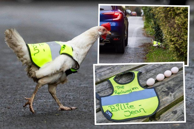 Meilleur chicken road jeu d'argent à France Meilleur chicken road jeu d'argent à France